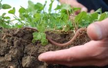 Žáci 4.A objevovali tajemství půdy